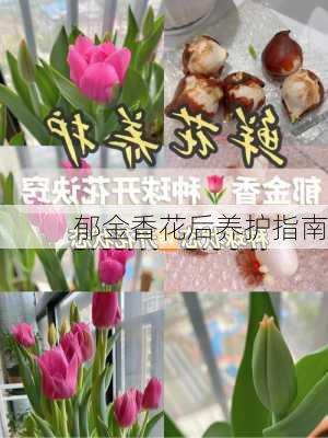 郁金香花后养护指南