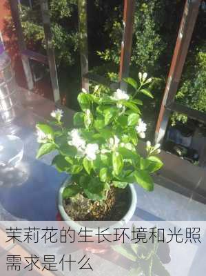 茉莉花的生长环境和光照需求是什么