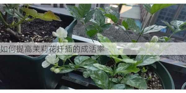 如何提高茉莉花扦插的成活率