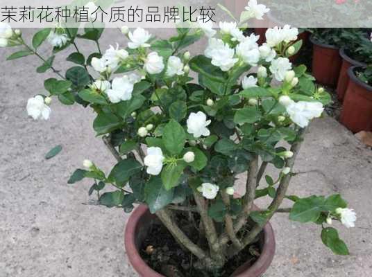 茉莉花种植介质的品牌比较