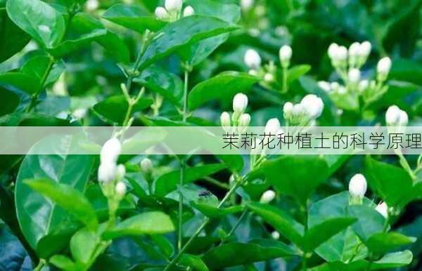 茉莉花种植土的科学原理