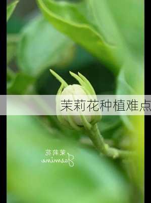 茉莉花种植难点