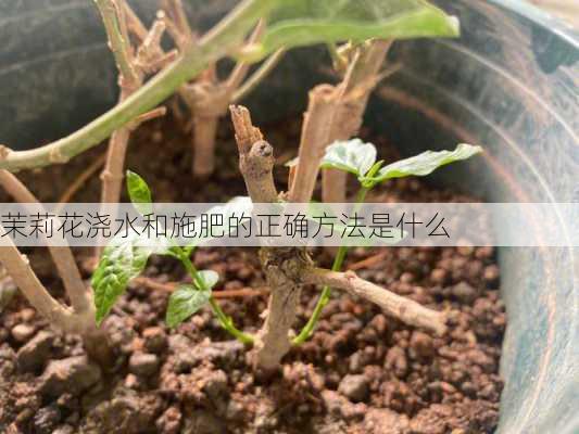 茉莉花浇水和施肥的正确方法是什么