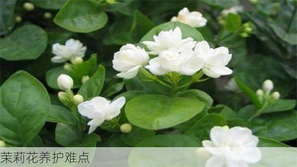 茉莉花养护难点