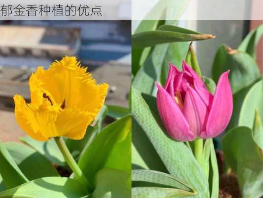 郁金香种植的优点