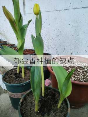 郁金香种植的缺点