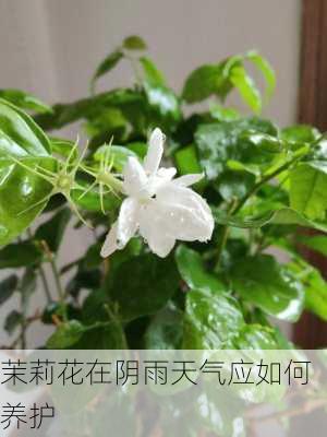 茉莉花在阴雨天气应如何养护