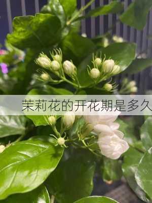 茉莉花的开花期是多久