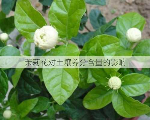 茉莉花对土壤养分含量的影响