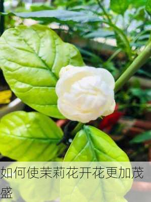 如何使茉莉花开花更加茂盛