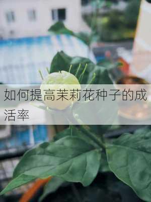 如何提高茉莉花种子的成活率