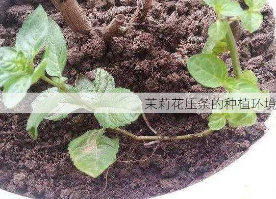 茉莉花压条的种植环境