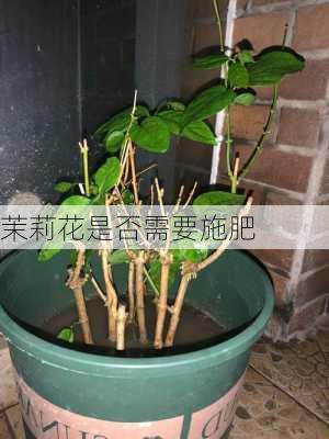 茉莉花是否需要施肥