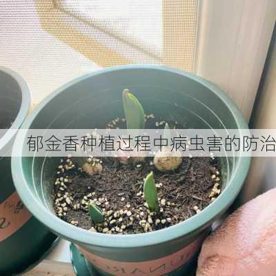 郁金香种植过程中病虫害的防治