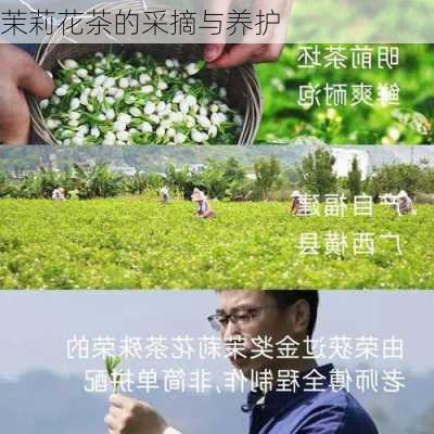 茉莉花茶的采摘与养护