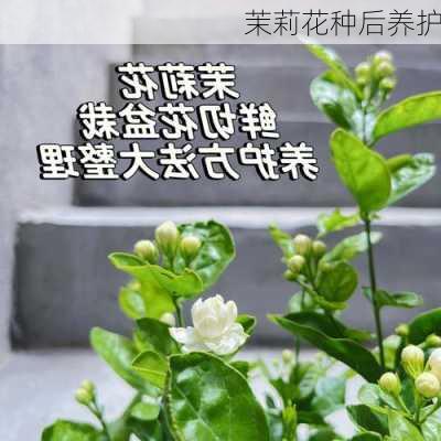 茉莉花种后养护