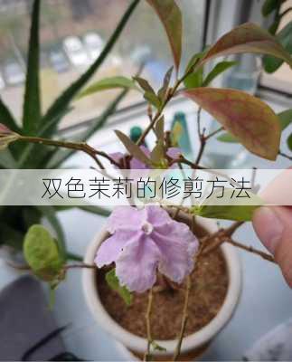 双色茉莉的修剪方法