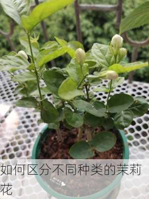 如何区分不同种类的茉莉花