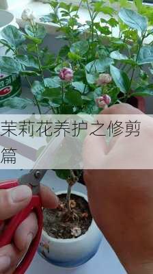 茉莉花养护之修剪篇