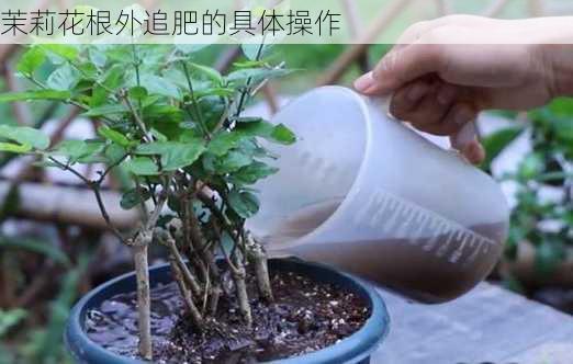 茉莉花根外追肥的具体操作