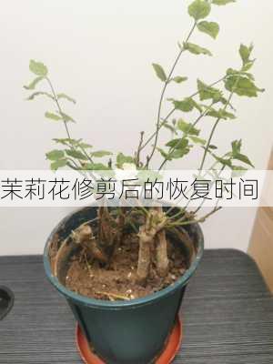 茉莉花修剪后的恢复时间