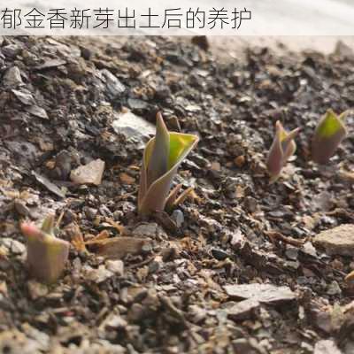 郁金香新芽出土后的养护