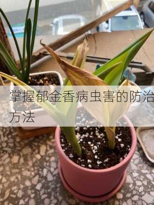 掌握郁金香病虫害的防治方法