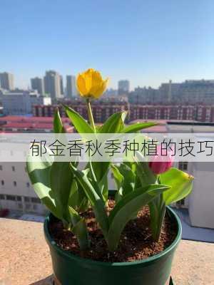 郁金香秋季种植的技巧