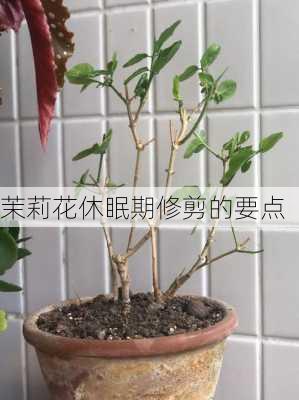 茉莉花休眠期修剪的要点