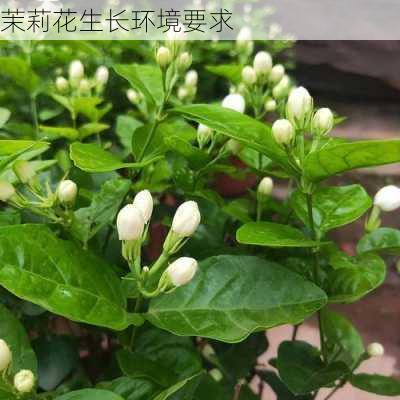 茉莉花生长环境要求