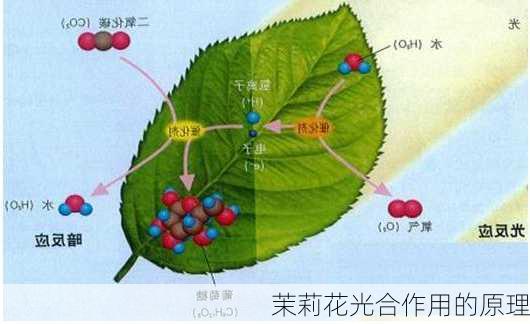 茉莉花光合作用的原理