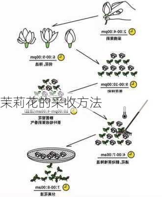 茉莉花的采收方法