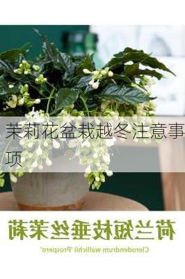 茉莉花盆栽越冬注意事项