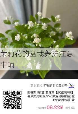 茉莉花的盆栽养护注意事项