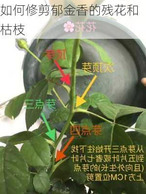 如何修剪郁金香的残花和枯枝