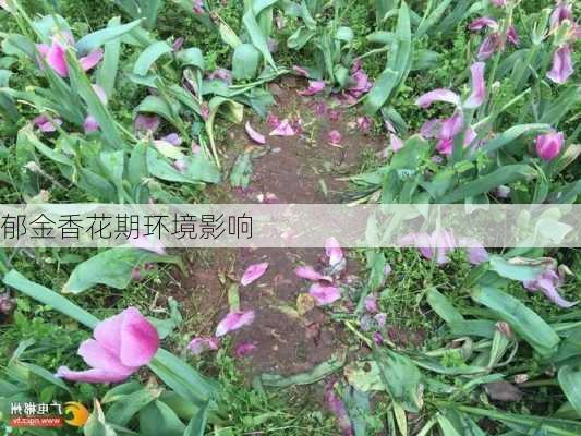 郁金香花期环境影响