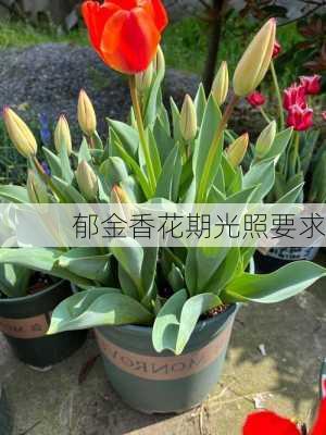 郁金香花期光照要求