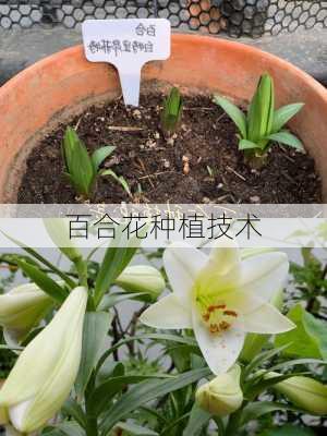 百合花种植技术