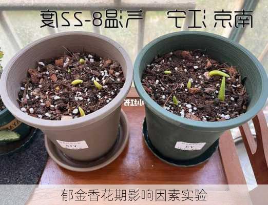 郁金香花期影响因素实验