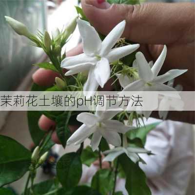 茉莉花土壤的pH调节方法