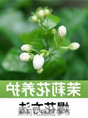 茉莉花施肥季节