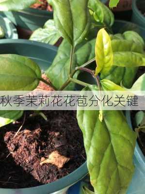 秋季茉莉花花苞分化关键