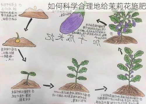 如何科学合理地给茉莉花施肥