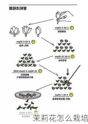 茉莉花怎么栽培