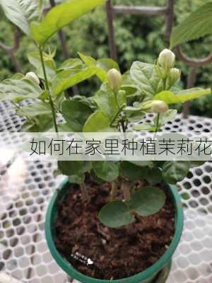 如何在家里种植茉莉花