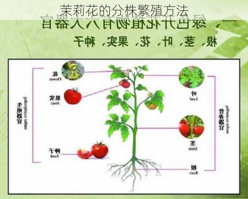 茉莉花的分株繁殖方法