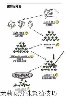 茉莉花分株繁殖技巧