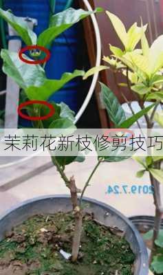 茉莉花新枝修剪技巧