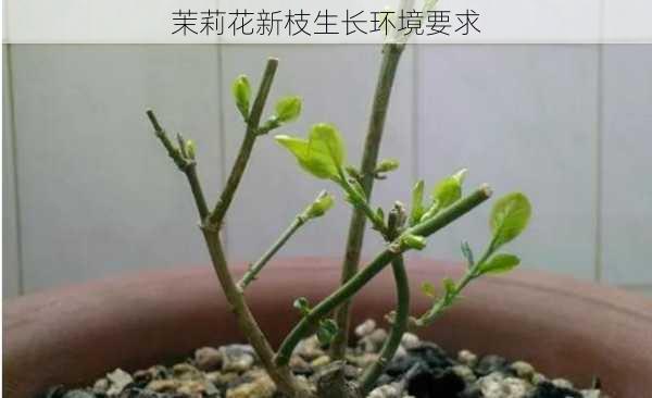 茉莉花新枝生长环境要求