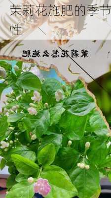 茉莉花施肥的季节性